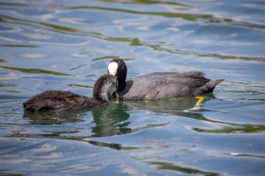 Yavrusuyla birlikte gölette su tavuğu