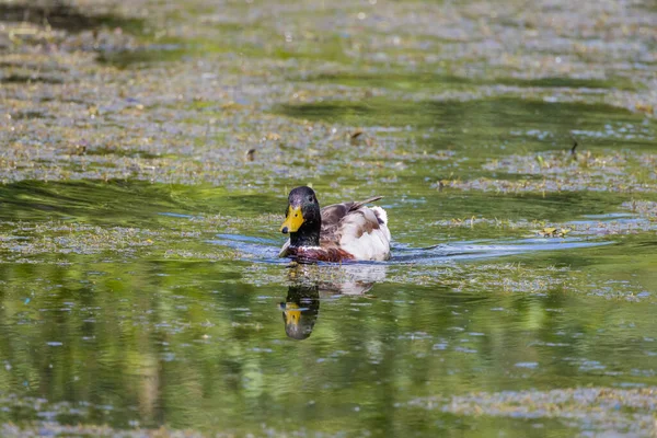 アヒルが湖で泳いでいて — ストック写真