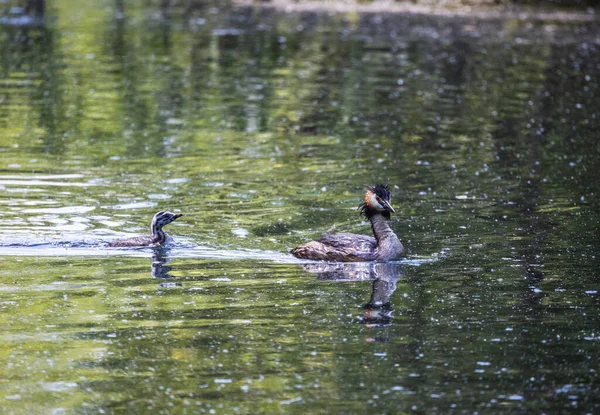 Ente Mit Entlein See — Stockfoto