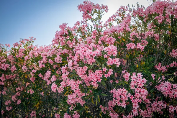 月桂树灌木 开着美丽的粉红色花朵 — 图库照片