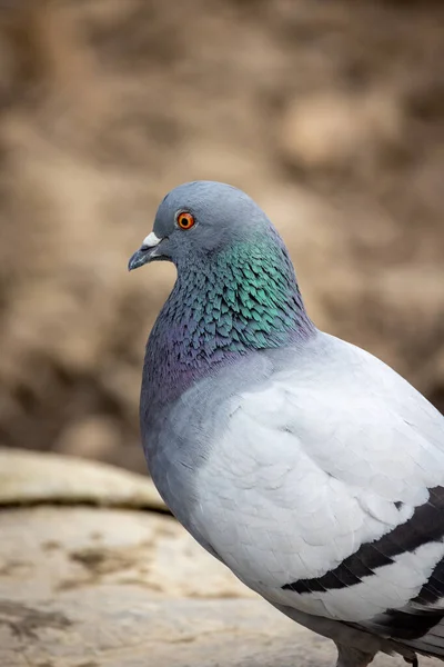 pigeon on the ground