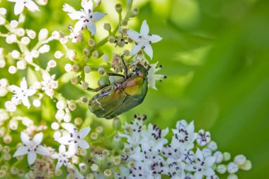 Çiçeklerdeki bir böceğin makro görüntüsü