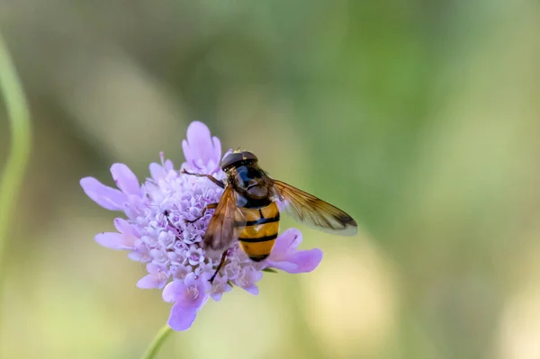 Close Bee Purple Flower — Stock Photo, Image