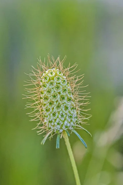 Belle Plante Verte Fond Nature — Photo