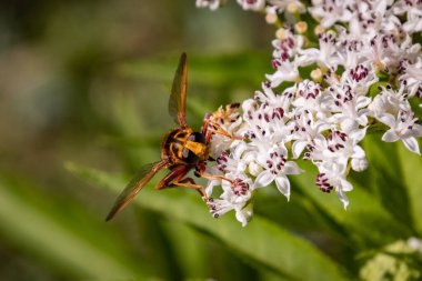 sarı çiçek arıya