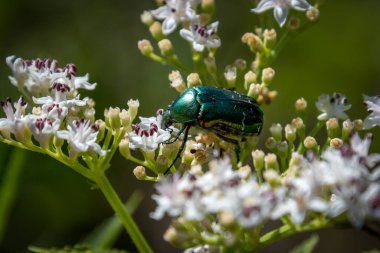 Bir böceğin yakın plan görüntüsü