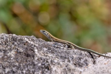 bir kayanın üzerinde yakın çekim kertenkele