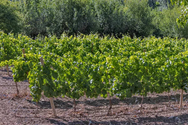 Druivenplantage Landbouwwijngaard Frankrijk — Stockfoto
