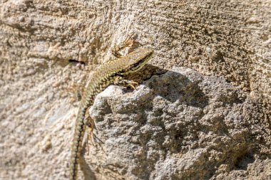 bir kayanın üzerinde yakın çekim kertenkele