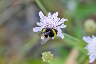 Çiçek arayan bir yaban arısının yakın çekimi.