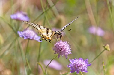 Bir çiçeğin üzerinde kelebek alevi