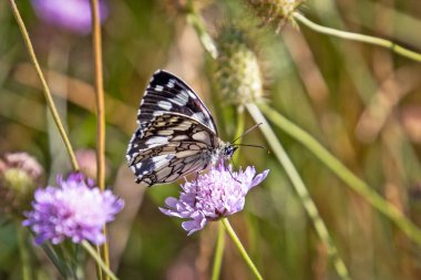 Rus Hazine Kelebeği 'nin bir çiçeğe yakın çekimi.