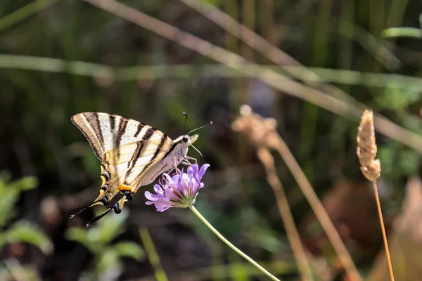 Motýl Flamb Detailní Záběr Květinu — Stock fotografie