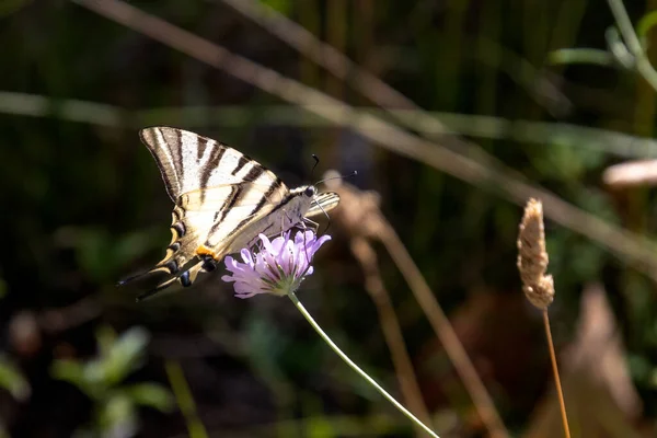Schmetterling Flamb Nahaufnahme Auf Einer Blume — Stockfoto
