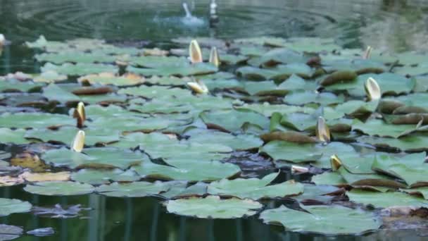 Pond Water Lilies Close — Stock Video