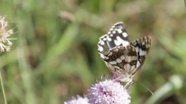 Rus Hazine Kelebeği 'nin bir çiçeğe yakın çekimi.