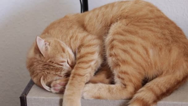 Roztomilá Červená Kočka Spící — Stock video