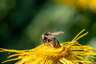 close-up bee on a root elecampane