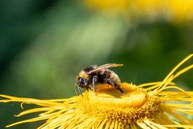 close-up bee on a root elecampane