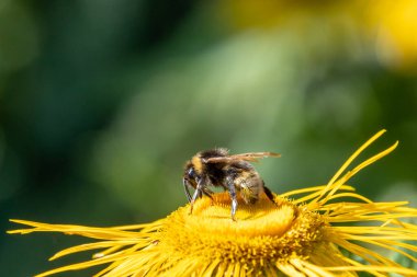 close-up bee on a root elecampane
