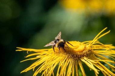 close-up bee on a root elecampane