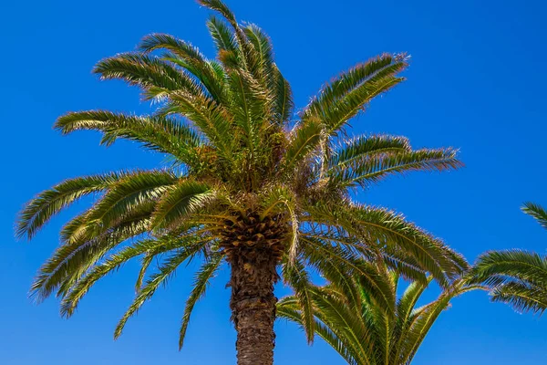 Güzel bir hurma ağacının altında,