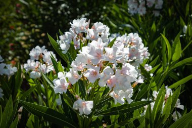 Bahçedeki çiçek tarhında bahar çiçekleri