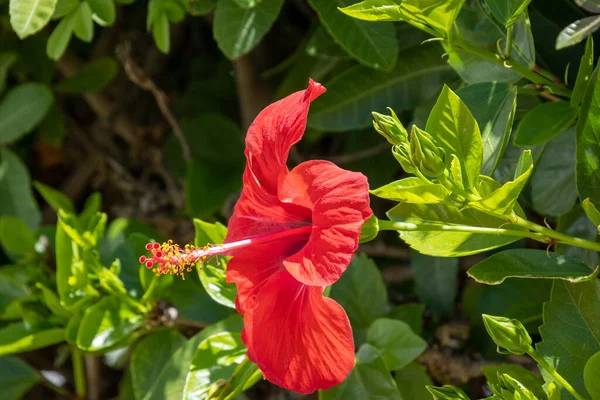 Gyönyörű Piros Hibiszkusz Virág Kertben — Stock Fotó