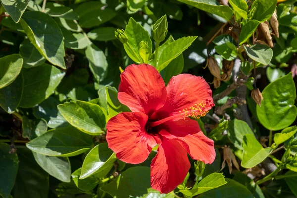 Gyönyörű Piros Hibiszkusz Virág Kertben — Stock Fotó