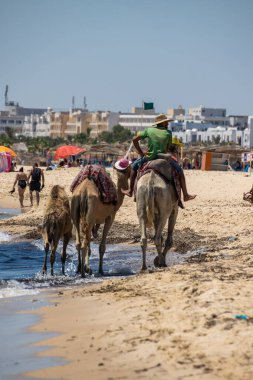 Sahilde develer var.