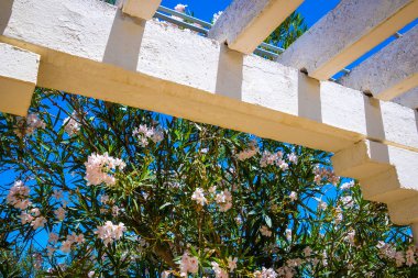 Zakkum mavi gökyüzünün altında çiçek açıyor.