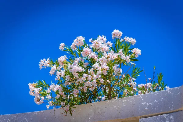 Oleander Bloom Blue Sky — Photo