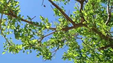 Güneşli bir günde mavi gökyüzüne karşı yeşil yaprakları olan ağaç