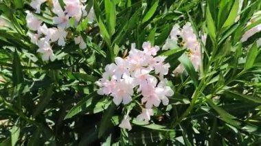 blooming white oleander close up