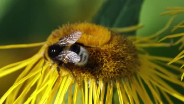 Close Bees Yellow Flower — Wideo stockowe