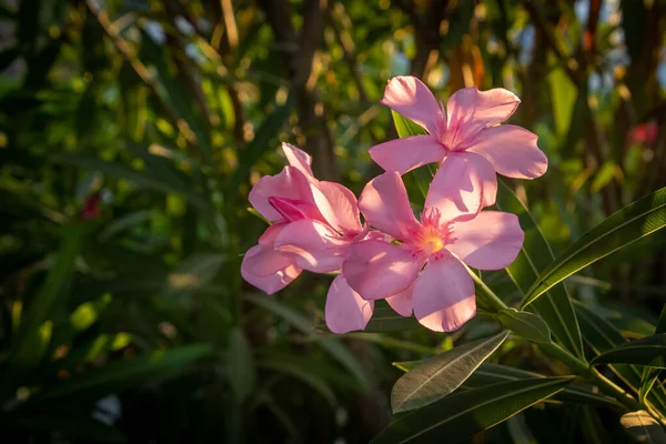 Beautiful Pink Oleander Flowers Garden — Stock Fotó