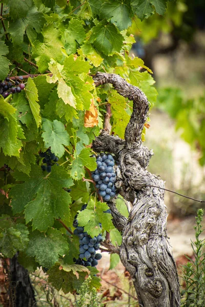 Vines Bunches Red Grapes — Fotografia de Stock