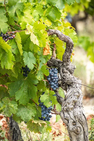 Vines Bunches Red Grapes — Stockfoto