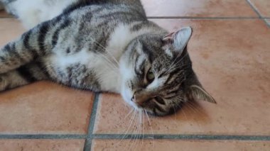 a beautiful cat on floor