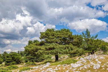 view of a mountain forest landscape