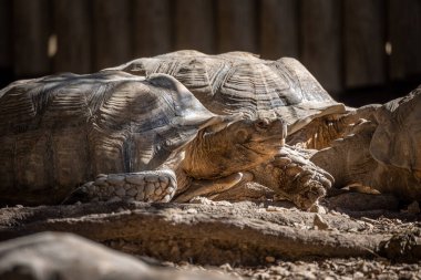Afrika kaplumbağası bir parkta yakın plan çekti.
