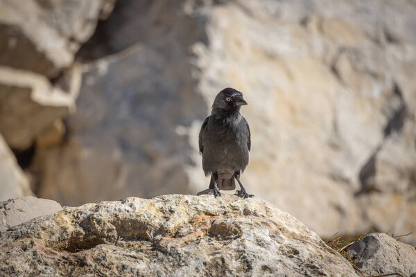 crow jackdaw resting on the ground in a park