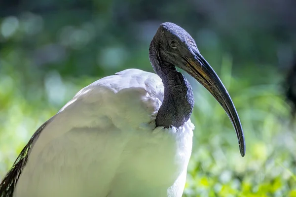 Święty Ibis Bliska Parku — Zdjęcie stockowe