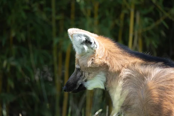 Close Portrait Maned Wolf — Stock Photo, Image