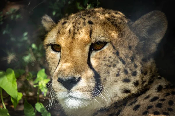 Porträtt Gepard Nära Håll — Stockfoto