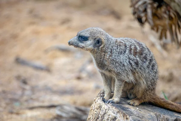 Meerkat Assis Sur Tronc Arbre — Photo