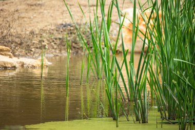 Parktaki gölün güzel manzarası
