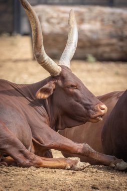 Watusi Ankole sürüsü kumların üzerinde yatıyor.