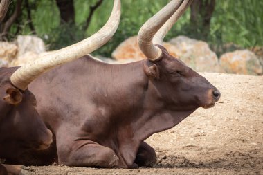 Watusi Ankole sürüsü kumların üzerinde yatıyor.