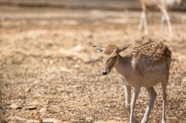 Benekli geyik kayalık zeminde